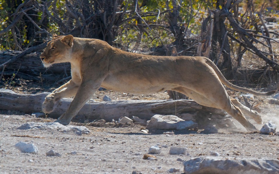 Etosha là vùng khô hạn và khá khan hiếm nước. Các nhân viên của tổ chức bảo vệ động vật đã đào những cái hố chứa nước trong khu vực để dự trữ nguồn nước phục vụ các loài động vật hoang dã. Và bầy sư tử thông minh luôn ẩn nấp ở gần những hố nước để chờ cơ hội săn mồi. Một đàn ngựa vằn đã rón rén đến một hố nước ở Etosha uống nước vì thấy con sư tử cái ở gần đó đang lim dim ngủ.  Ngựa vằn chết đau đớn vì không ngờ đó chỉ là chiêu của sư tử để dụ con mồi.